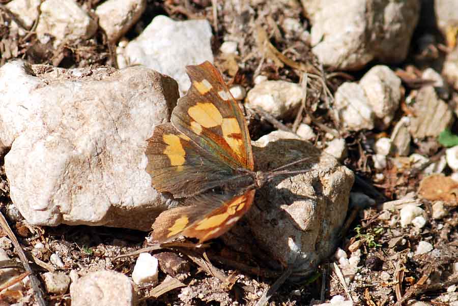 Trovata!!! Libythea celtis